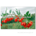 Where To Buy And Grow Goji Berries Seeds? Here From Chinese Ningxia The Famous Native Place Of Goji